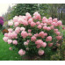Гортензия метельчатая Фантом (Hydrangea paniculata Phantom) Гортензия метельчатая Фантом (Hydrangea paniculata Phantom)