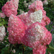 Гортензия метельчатая Ванилла Фрайз (Hydrangea paniculata Vanille Fraise) Гортензия метельчатая Ванилла Фрайз (Hydrangea paniculata Vanille Fraise)