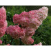 Гортензия метельчатая Ванилла Фрайз (Hydrangea paniculata Vanille Fraise) Гортензия метельчатая Ванилла Фрайз (Hydrangea paniculata Vanille Fraise)