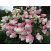 Гортензия метельчатая Ванилла Фрайз (Hydrangea paniculata Vanille Fraise) Гортензия метельчатая Ванилла Фрайз (Hydrangea paniculata Vanille Fraise)