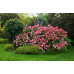 Гортензия метельчатая Ванилла Фрайз (Hydrangea paniculata Vanille Fraise) Гортензия метельчатая Ванилла Фрайз (Hydrangea paniculata Vanille Fraise)