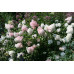 Гортензия метельчатая Ванилла Фрайз (Hydrangea paniculata Vanille Fraise) Гортензия метельчатая Ванилла Фрайз (Hydrangea paniculata Vanille Fraise)