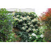 Гортензия черешковая (вьющаяся) Петиоларис (Hydrangea anomala subsp. Petiolaris) Гортензия черешковая (вьющаяся) Петиоларис (Hydrangea anomala subsp. Petiolaris)