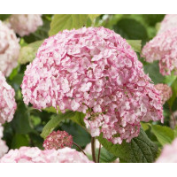 Гортензия древовидная Кандибелль Баблгам (Hydrangea arb. Candybelle Bubblegum) Гортензия древовидная Кандибелль Баблгам (Hydrangea arb. Candybelle Bubblegum)