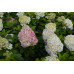 Гортензия метельчатая Бобо (Hydrangea paniculata Bobo) Гортензия метельчатая Бобо (Hydrangea paniculata Bobo)