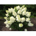 Гортензия метельчатая Сильвер Доллар (Hydrangea paniculata Silver Dollar) Гортензия метельчатая Сильвер Доллар (Hydrangea paniculata Silver Dollar)