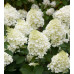 Гортензия метельчатая Сильвер Доллар (Hydrangea paniculata Silver Dollar) Гортензия метельчатая Сильвер Доллар (Hydrangea paniculata Silver Dollar)