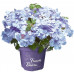 Гортензия ампельная Фрэнч Болеро Блю (French Bolero Blue), горшок 3 литра Гортензия ампельная Фрэнч Болеро Блю (French Bolero Blue), горшок 3 литра