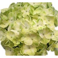 Гортензия метельчатая Мохито (Mojito) Гортензия метельчатая Мохито (Mojito)