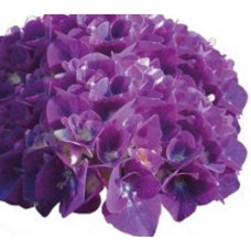Гортензия крупнолистная Ройял Ред Лилас (Royal Red lilas) Гортензия крупнолистная Ройял Ред Лилас (Royal Red lilas)