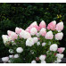 Гортензия метельчатая Пинк энд Розе (Pink and Rose) Гортензия метельчатая Пинк энд Розе (Pink and Rose)