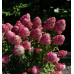 Гортензия метельчатая Пинк энд Розе (Pink and Rose) Гортензия метельчатая Пинк энд Розе (Pink and Rose)