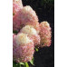 Гортензия метельчатая Ройал Флауэр (Royal Flower)