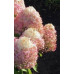 Гортензия метельчатая Ройал Флауэр (Royal Flower) Гортензия метельчатая Ройал Флауэр (Royal Flower)