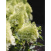 Гортензия метельчатая Ройал Флауэр (Royal Flower)