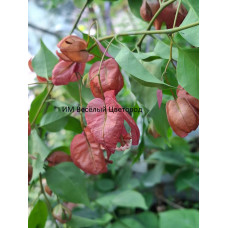 Бугенвиллия Red Lantern Бугенвиллия Red Lantern