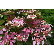 Гортензия пильчатая Дардевил (Hydrangea serrata Daredevil), горшок P9 Гортензия пильчатая Дардевил (Hydrangea serrata Daredevil), горшок P9