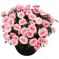Гвоздика Sunflor Orinoco Гвоздика Sunflor Orinoco