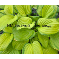 Хоста Стэйнед Гласс (Stained Glass) Хоста Стэйнед Гласс (Stained Glass)