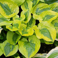 Хоста Глед Регс (Hosta Glad Rags) Хоста Глед Регс (Hosta Glad Rags)