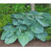 Хоста Юрасик Парк (Hosta Jurassic Park) Хоста Юрасик Парк (Hosta Jurassic Park)