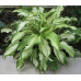 Хоста Киви Сперминт (Kiwi Spearmint) Хоста Киви Сперминт (Kiwi Spearmint)