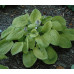 Хоста Зоундс (Hosta Zounds) Хоста Зоундс (Hosta Zounds)