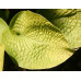 Хоста Зоундс (Hosta Zounds) Хоста Зоундс (Hosta Zounds)