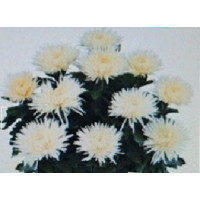Хризантема крупноцветковая Alara Blanc
