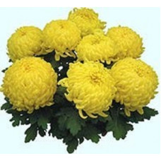 Хризантема крупноцветковая Diego jaune