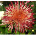 Хризантема крупноцветковая Santosh rouge
