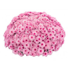 Хризантема мультифлора Lively Pink bicolor