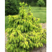 Ель обыкновенная Акрокона (Picea abies Acrocona) Ель обыкновенная Акрокона (Picea abies Acrocona)