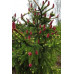 Ель обыкновенная Акрокона (Picea abies Acrocona) Ель обыкновенная Акрокона (Picea abies Acrocona)