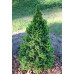 Ель канадская Коника Десембер (Picea glauca Conica December) Ель канадская Коника Десембер (Picea glauca Conica December)