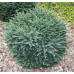 Ель сербская Карел (Picea omorika Karel) Ель сербская Карел (Picea omorika Karel)