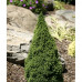 Ель канадская Коника (Picea glauca Conica) в P9