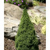 Ель канадская Коника (Picea glauca Conica) в P9 Ель канадская Коника (Picea glauca Conica) в P9