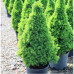 Ель канадская Коника (Picea glauca Conica) в P9 Ель канадская Коника (Picea glauca Conica) в P9