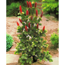 Ель колючая Лаки Страйк (Picea pungens Lucky Strike) Ель колючая Лаки Страйк (Picea pungens Lucky Strike)