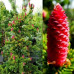Ель колючая Лаки Страйк (Picea pungens Lucky Strike) Ель колючая Лаки Страйк (Picea pungens Lucky Strike)