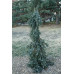 Ель сербская Пендула (Picea Omorika Pendula) Ель сербская Пендула (Picea Omorika Pendula)