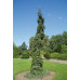 Ель сербская Пендула (Picea Omorika Pendula) Ель сербская Пендула (Picea Omorika Pendula)