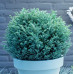 Кипарисовик горохоплодный Блю Мун (Chamaecyparis pisifera Blue Moon) Кипарисовик горохоплодный Блю Мун (Chamaecyparis pisifera Blue Moon)