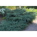 Можжевельник горизонтальный Блю Чип (Juniperus hor. Blue Chip) 