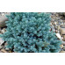 Можжевельник чешуйчатый Блю Стар (Juniperus squamata Blue Star) Можжевельник чешуйчатый Блю Стар (Juniperus squamata Blue Star)