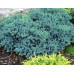 Можжевельник чешуйчатый Блю Стар (Juniperus squamata Blue Star) Можжевельник чешуйчатый Блю Стар (Juniperus squamata Blue Star)