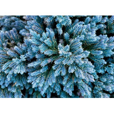 Можжевельник чешуйчатый Блю Стар (Juniperus squamata Blue Star) Можжевельник чешуйчатый Блю Стар (Juniperus squamata Blue Star)