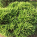 Можжевельник виргинский Голден Спринг (Juniperus virg. Golden Spring)