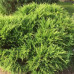 Можжевельник виргинский Голден Спринг (Juniperus virg. Golden Spring) Можжевельник виргинский Голден Спринг (Juniperus virg. Golden Spring)